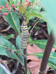 Danaus plexippus