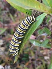 Danaus plexippus