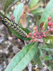 Danaus plexippus