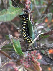Danaus plexippus