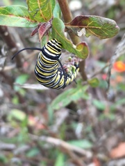 Danaus plexippus