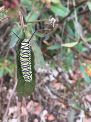 Danaus plexippus