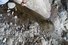 Platyceps rhodorachis