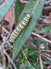 Danaus plexippus