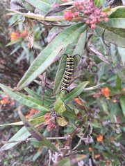 Danaus plexippus