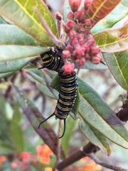 Danaus plexippus