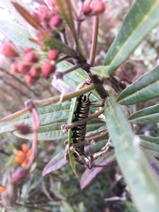 Danaus plexippus