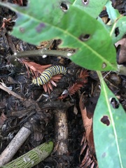 Danaus plexippus