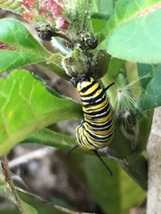 Danaus plexippus