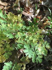Dicentra cucullaria