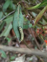 Danaus plexippus