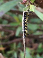 Danaus plexippus