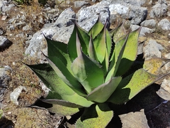 Agave salmiana crassispina