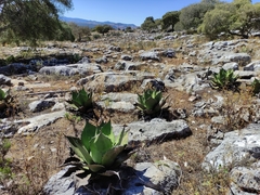 Agave salmiana crassispina