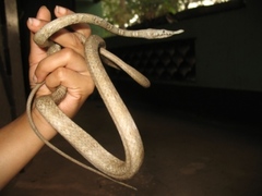 Langaha madagascariensis