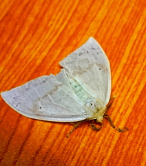 Lepidoptera