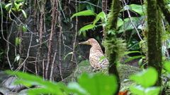 Tigrisoma mexicanum