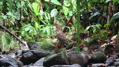 Tigrisoma mexicanum