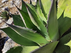 Agave salmiana crassispina