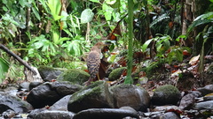 Tigrisoma mexicanum