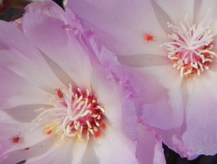 Balaustium