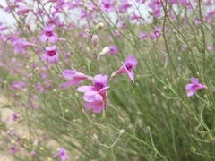 Penstemon thurberi