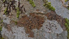 Pseudoschismatomma rufescens