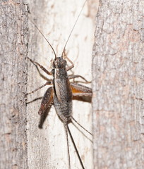 Eurepa marginipennis