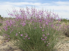 Penstemon thurberi