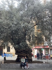 Olea europaea
