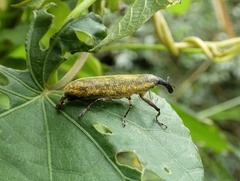 Lixus dentipes