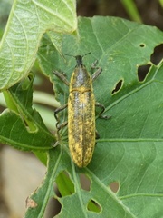 Lixus dentipes