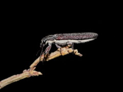 Rhinotia filiformis