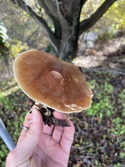 Leucopaxillus gentianeus