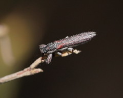 Rhinotia filiformis