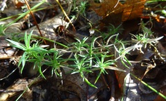 Phlox subulata brittonii