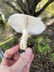 Leucopaxillus gentianeus