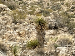 Yucca torreyi