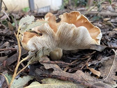 Leucopaxillus gentianeus