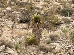 Yucca torreyi