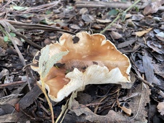 Leucopaxillus gentianeus