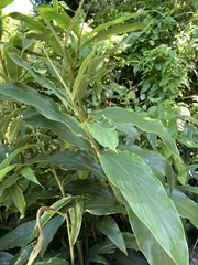 Hedychium flavescens