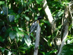 Spindalis zena benedicti