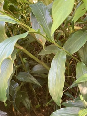 Hedychium flavescens