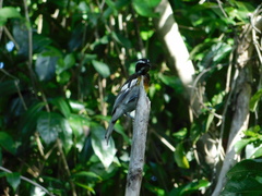 Spindalis zena benedicti