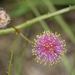 Mimosa microphylla - Photo (c) Pauline Singleton, algunos derechos reservados (CC BY-NC), uploaded by Pauline Singleton