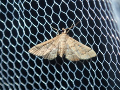 Nacoleia rhoeoalis