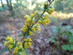 Solidago hispida hispida