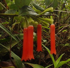 Macleania bullata