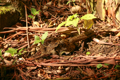Nyctidromus albicollis